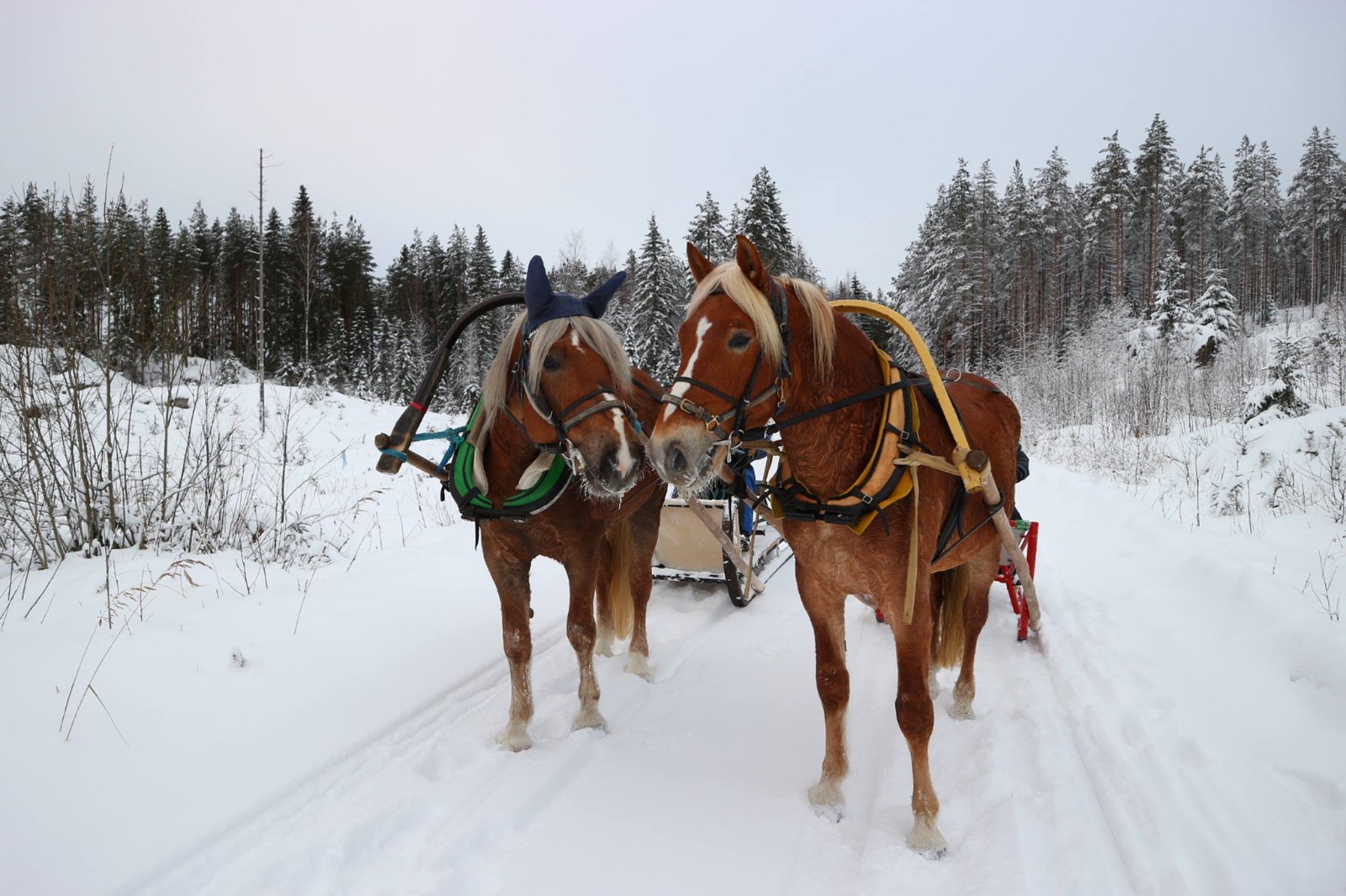 Kymen-Karjalan hevosjalostusliitto